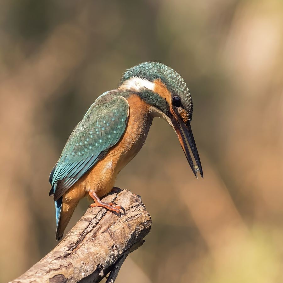 A common kingfisher perched on a branch