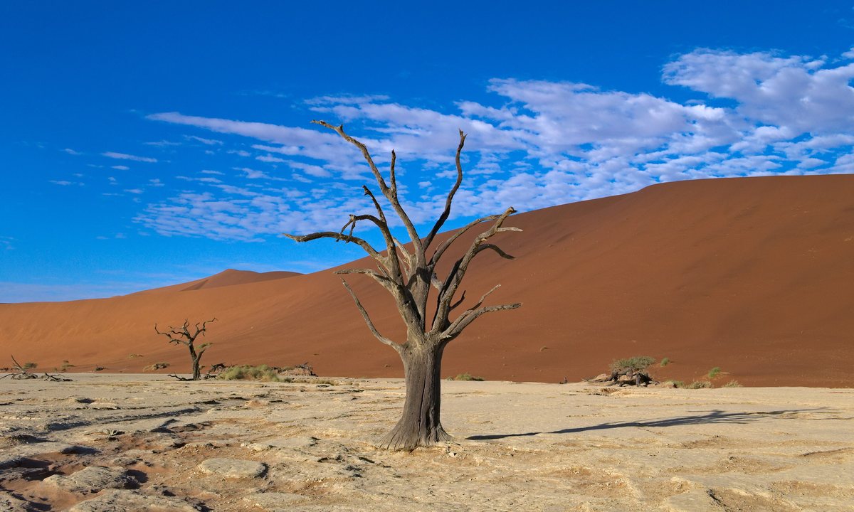 A dead camel thorn tree on the pale clay pan of Dead Vlei, in front of a red dune under a blue sky.